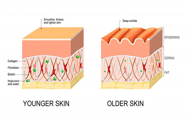 what-is-collagen