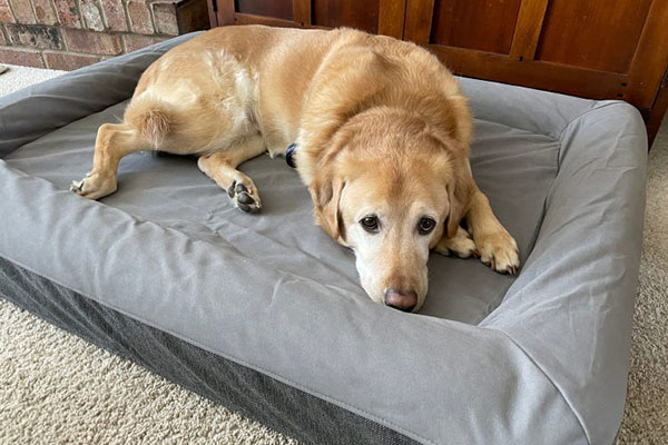 the-benefits-of-nest-dog-beds-for-aging-dogs
